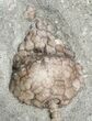 Bargain, Dizygocrinus Crinoid - Warsaw Formation, Illinois #56749-2